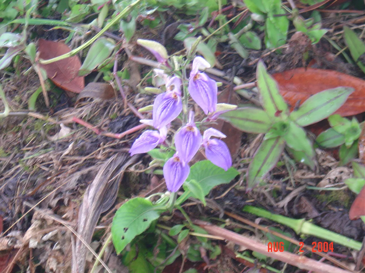 大事记 / Blue Mountain / plants，DSC01495.JPG
