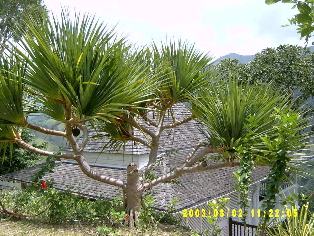大事记 / Blue Mountain，SV300006.JPG