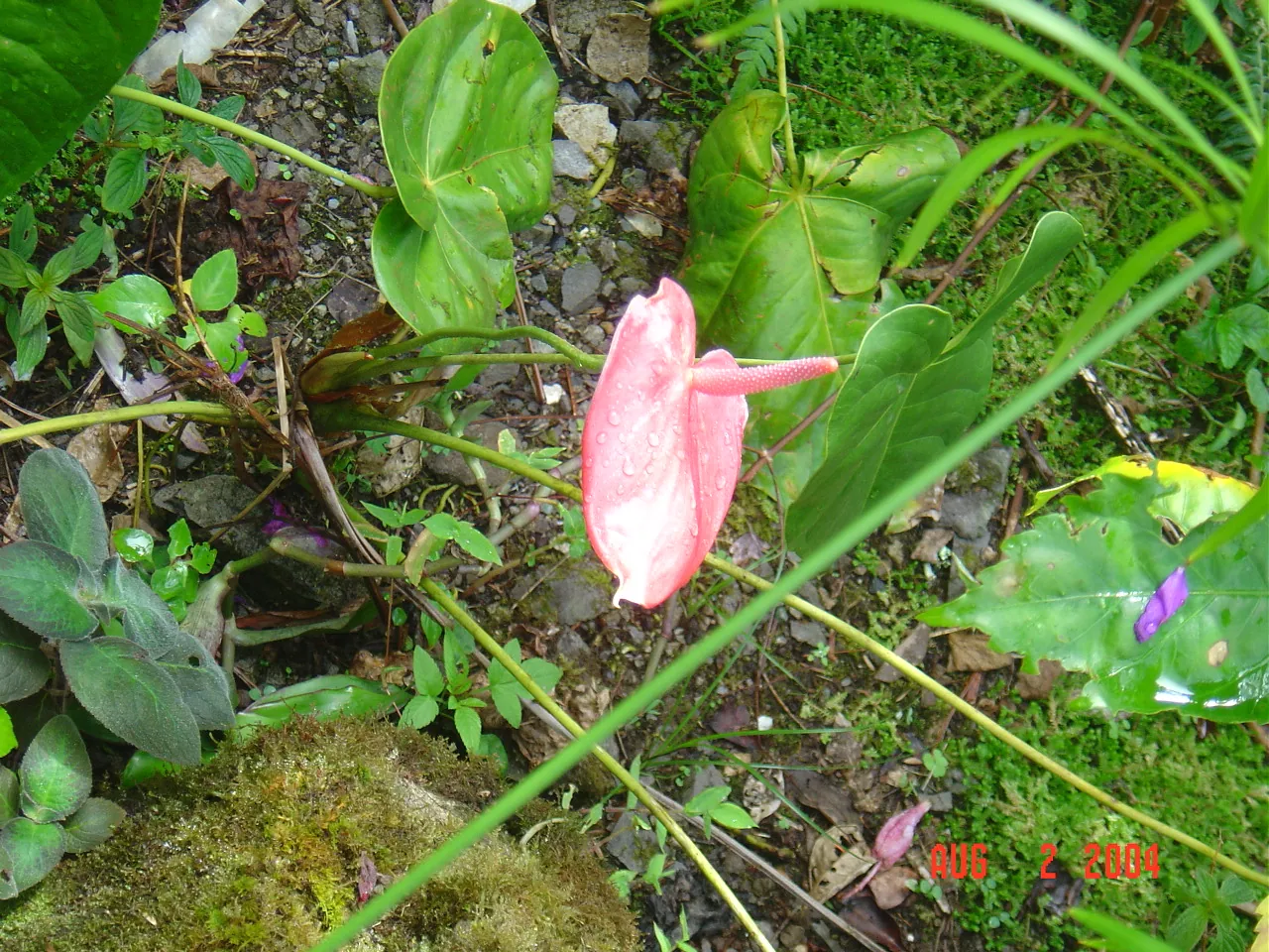 大事记 / Blue Mountain / plants，DSC01492.JPG