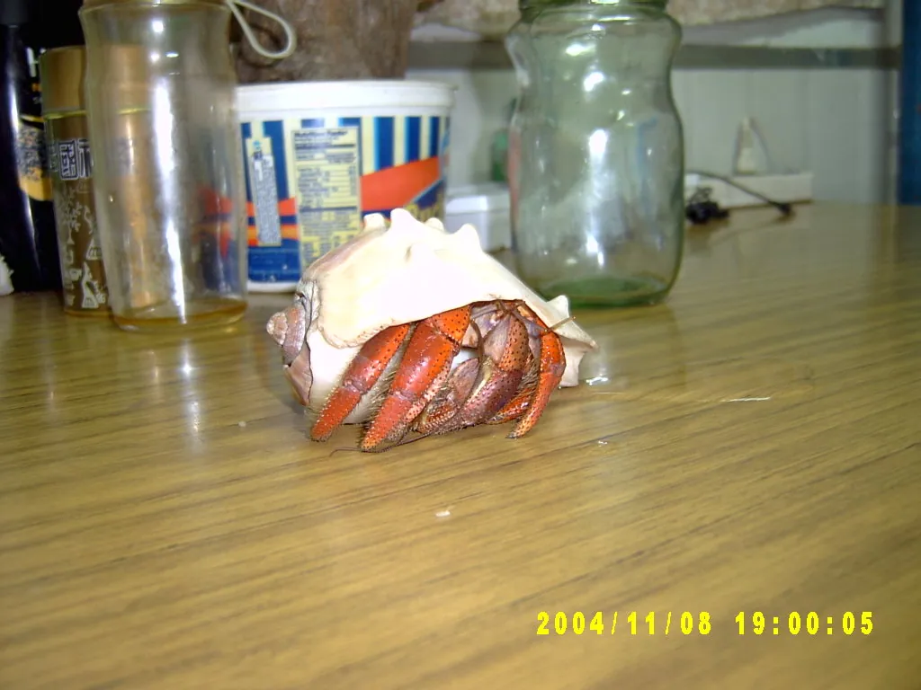 小事记 / Photos In the Jamaica，SV300082.JPG
