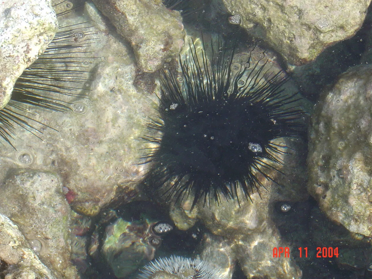前期考察 / travel / KINGSTON / Lime Cay，DSC00686.JPG